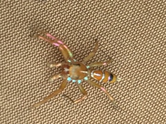 Cosmophasis bitaeniata