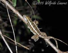 Sceloporus utiformis