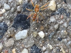 Cosmophasis bitaeniata