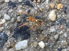 Cosmophasis bitaeniata