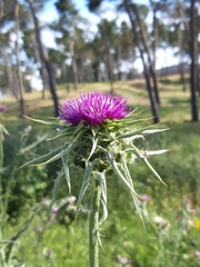 Silybum marianum
