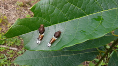 Papilionidae