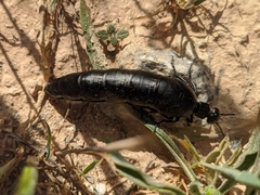 Berberomeloe tenebrosus