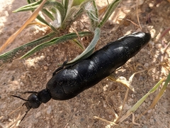 Berberomeloe tenebrosus