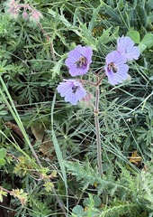 Geranium macrostylum