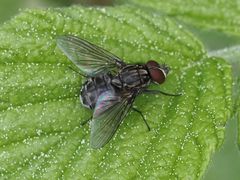 Haematobosca stimulans