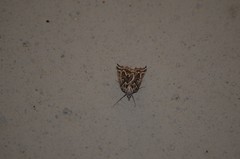 Plataea californiaria