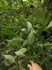 Strobilanthes dimorphotricha