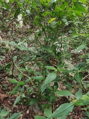 Strobilanthes dimorphotricha