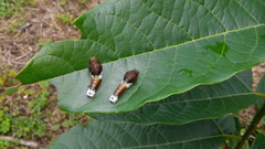 Papilionidae