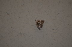 Plataea californiaria