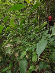 Strobilanthes dimorphotricha