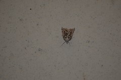 Plataea californiaria