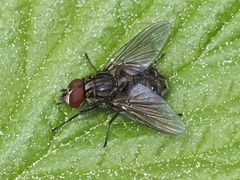 Haematobosca stimulans