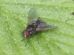 Haematobosca stimulans