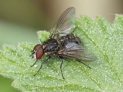 Haematobosca stimulans