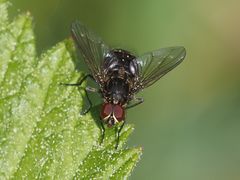 Haematobosca stimulans