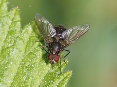 Haematobosca stimulans