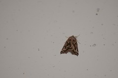 Plataea californiaria