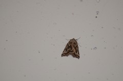 Plataea californiaria