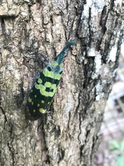 Pyrops viridirostris