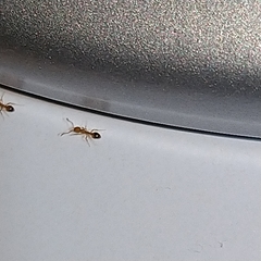 Monomorium pharaonis