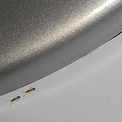 Monomorium pharaonis