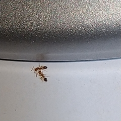 Monomorium pharaonis