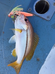 Lutjanus vitta