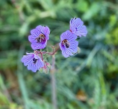 Geranium macrostylum