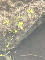 Callitriche nubigena