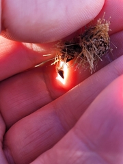 Acaena profundeincisa