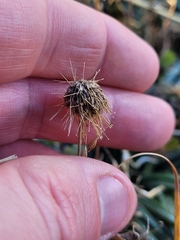 Acaena profundeincisa