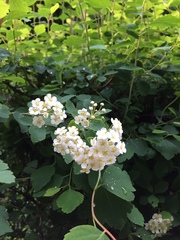 Spiraea trilobata