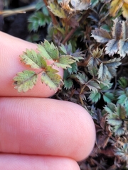 Acaena profundeincisa