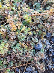 Acaena profundeincisa