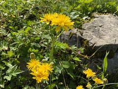 Cichorieae