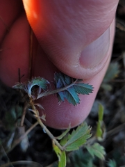 Acaena profundeincisa