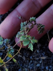 Acaena profundeincisa