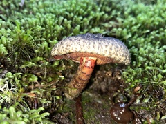 Amoenoboletus mcrobbii