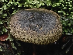 Amoenoboletus mcrobbii