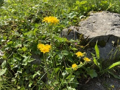 Cichorieae