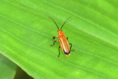 Mimopolemius atrocinctus