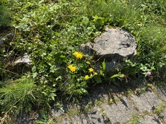 Cichorieae