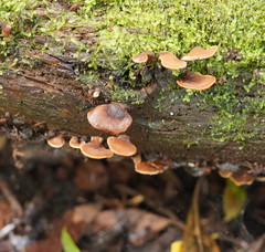 Lentinellus castoreus