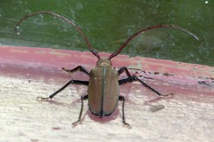 Aegolipton marginale