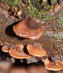 Lentinellus castoreus