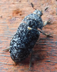 Dermestes murinus