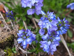 Veronica satureiifolia