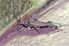 Aegolipton marginale